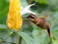 FL6A3816Reddish_Hermit