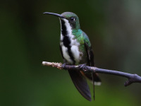 FL6A3868Female_Black-throated_Mango