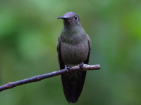 FL6A3906Sombre_Hummingbird