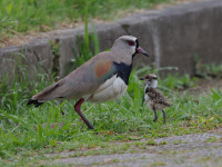 FL6A4040Southern_Lapwings