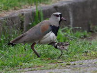 FL6A4044Southern_Lapwings