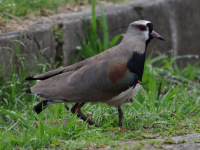 FL6A4046Southern_Lapwings