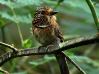 FL6A4187Crescent-chested_Puffbird