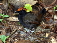 FL6A4239Rufous-capped_Antthrush