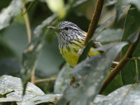 FL6A4378Streak-capped_Antwren