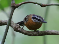 FL6A4450Ferruginous_Antbird