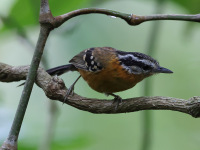 FL6A4456Ferruginous_Antbird