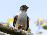 FL6A4470Rufous-thighed_Kite