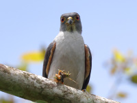 FL6A4476Rufous-thighed_Kite