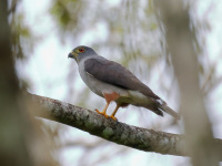 FL6A4523Rufous-thighed_Kite