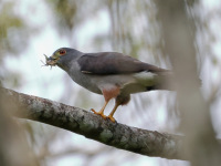 FL6A4531Rufous-thighed_Kite