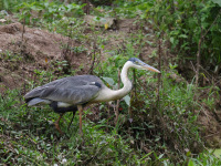 FL6A4720Cocoi_Heron