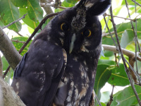FL6A4876Stygian_Owl