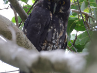 FL6A4882Stygian_Owl