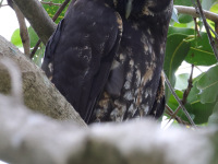 FL6A4887Stygian_Owl