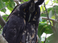 FL6A4894Stygian_Owl