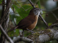 FL6A5013Long-Billed_Wren