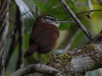 FL6A5036Long-Billed_Wren