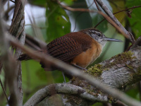 FL6A5039Long-Billed_Wren
