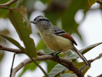 FL6A5161Rufous-margined_Antwren