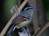 FL6A5230Rufous-margined_Antwren