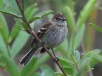 FL6A5338Bran-colored_Flycatcher