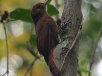 FL6A5471Plain-winged_Woodcreeper
