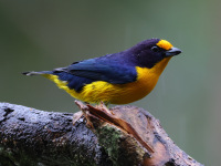FL6A5633Violaceous_Euphonia