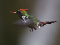 FL6A5691Frilled_Coquette
