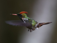 FL6A5692Frilled_Coquette