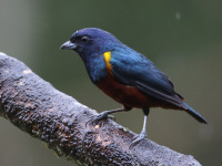 FL6A5754Chestnut-bellied_Euphonia