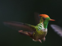 FL6A5821Frilled_Coquette