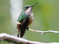FL6A5928Female_Festive_Coquette