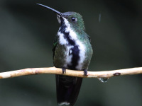 FL6A6079Female_Black-throated_Mango