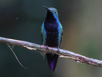 FL6A6140Black-throated_Mango