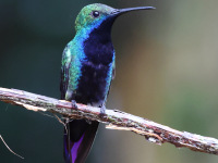 FL6A6143Black-throated_Mango