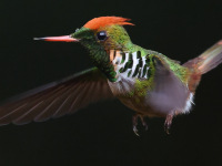 FL6A6188Frilled_Coquette