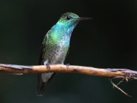 FL6A6201Versicolored_Emerald