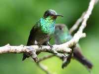FL6A6208Glittering-throated_Emerald
