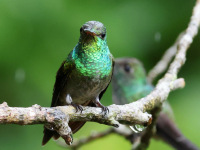 FL6A6212Glittering-throated_Emerald