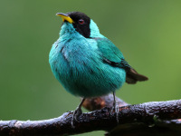 FL6A6270Green_Honeycreeper