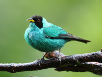 FL6A6277Green_Honeycreeper