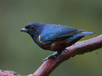 FL6A6332Chestnut-bellied_Euphonia