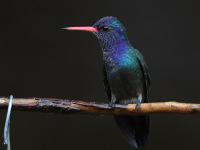 FL6A6394White-chinned_Sapphire