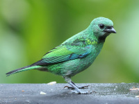 FL6A6511Green-headed_Tanager