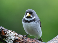 FL6A6519Double-collared_Seedeater