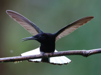 FL6A6533Black_Jacobin