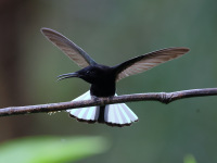 FL6A6535Black_Jacobin