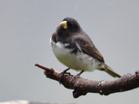 FL6A6689Duboiss_Seedeater