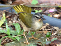 FL6A6748Riverbank_Warbler